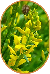 Ingredients 8 - Genistein