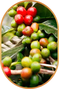 Ingredients 9 - Chlorogenic Acid