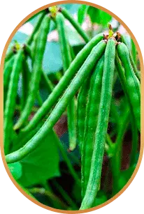 Ingredients 10 - Choline