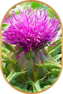 Ingredients 1 - Silymarin